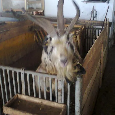 Apartment Biobergbauernhof Brandenau Taxenbach