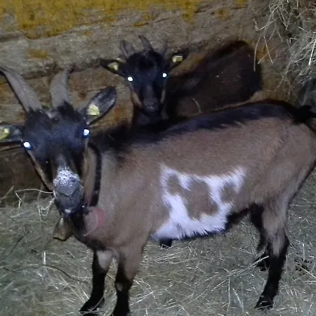 Biobergbauernhof Brandenau