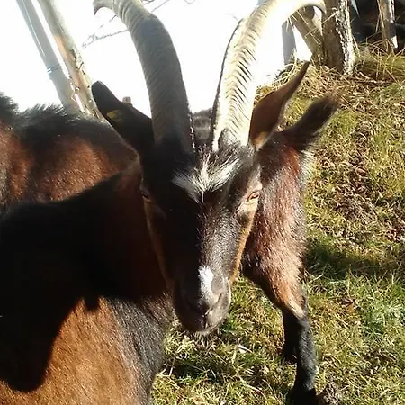 Apartment Biobergbauernhof Brandenau *