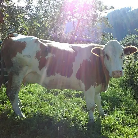 Biobergbauernhof Brandenau Taxenbach
