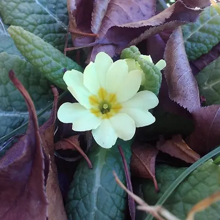 Biobergbauernhof Brandenau *