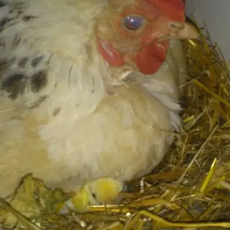 Biobergbauernhof Brandenau Apartment *