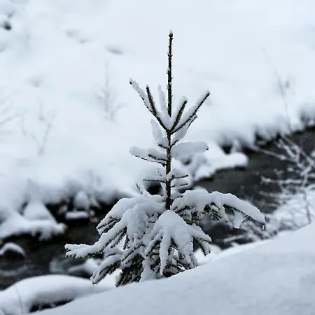 Biobergbauernhof Brandenau Apartment *
