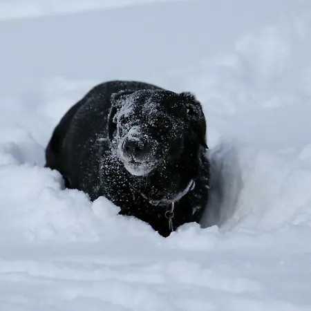 Apartment Biobergbauernhof Brandenau Taxenbach