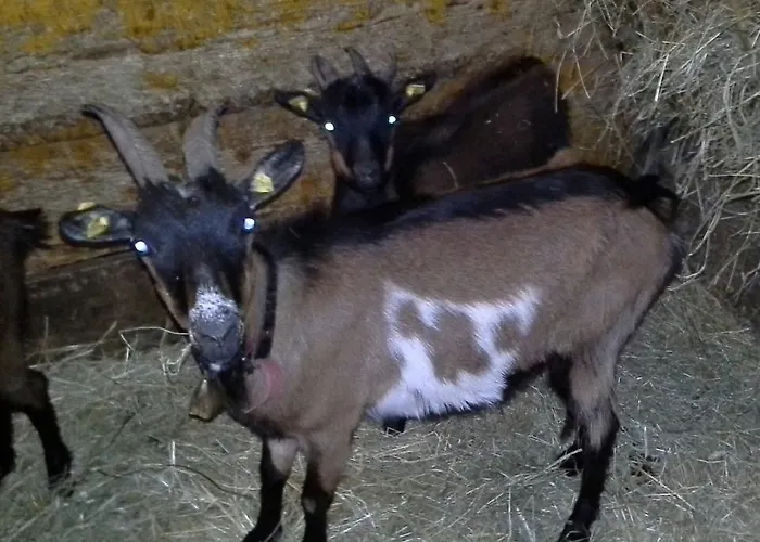 Biobergbauernhof Brandenau