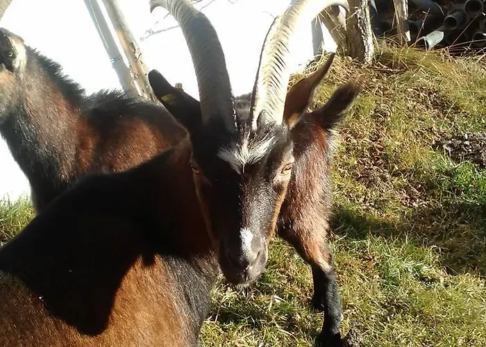 Appartement Biobergbauernhof Brandenau *