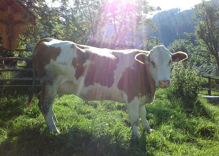 Biobergbauernhof Brandenau Taxenbach