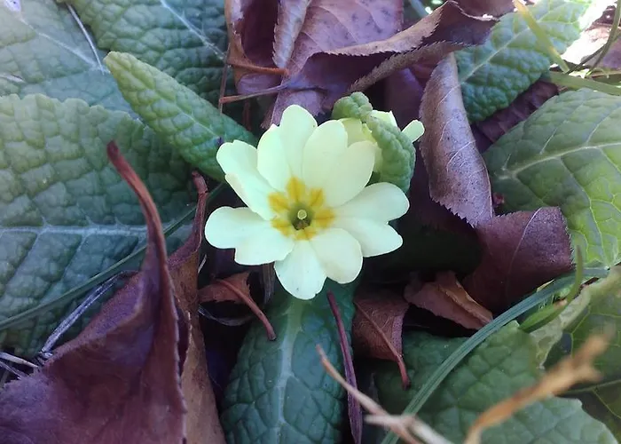 Biobergbauernhof Brandenau *
