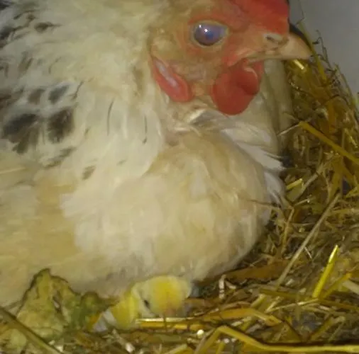 Biobergbauernhof Brandenau Appartement *